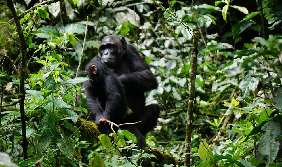Best Places to Go Chimp Tracking in Uganda