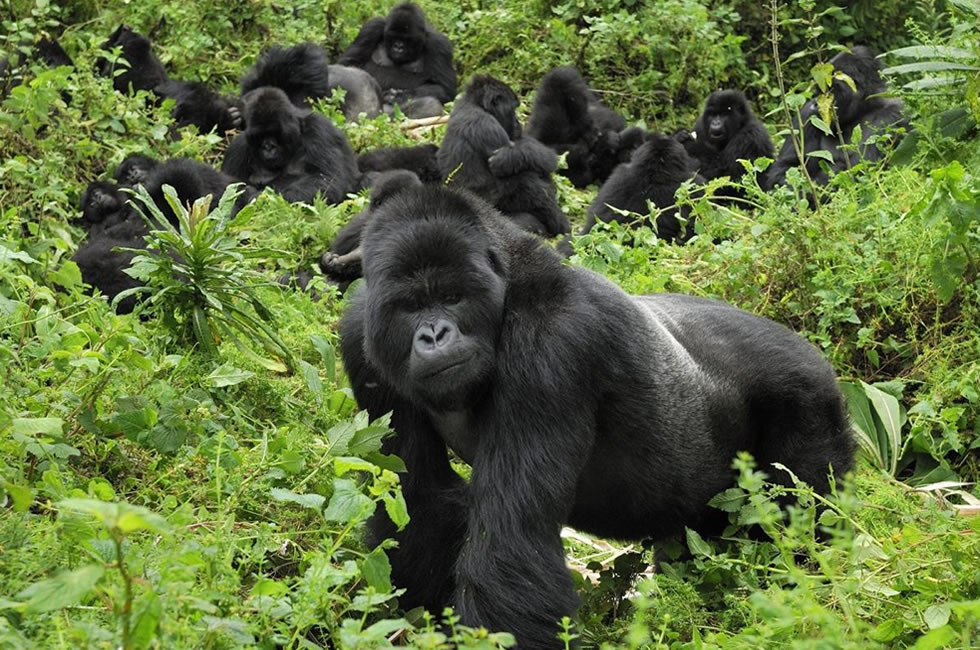 Mgahinga Gorillas