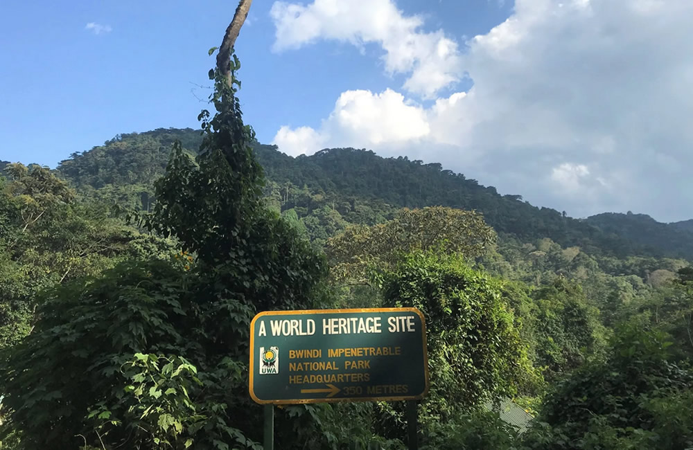 Sensational Gorilla Trekking in Bwindi Forest