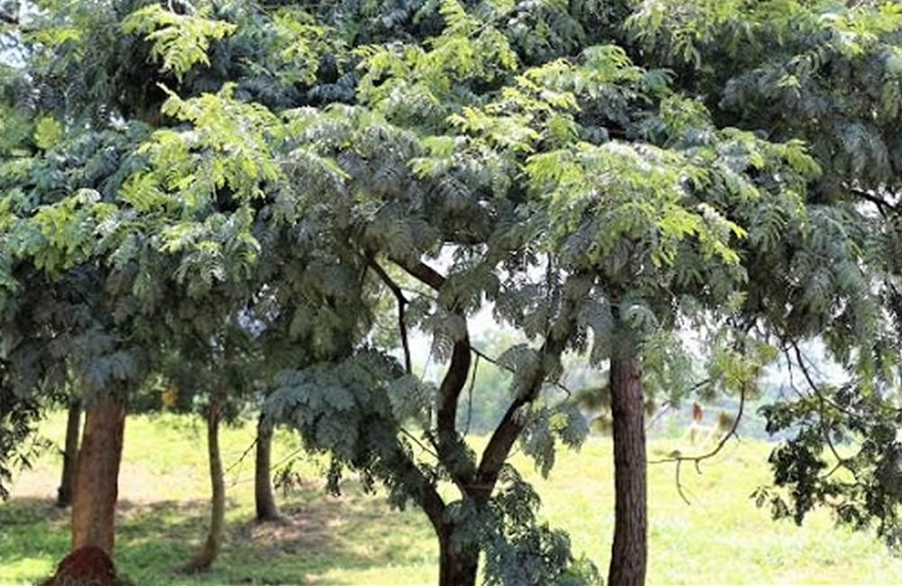 All About the Historical Acacia Tree in Uganda