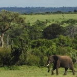 Ugandan Elephants