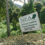 Echuya Forest