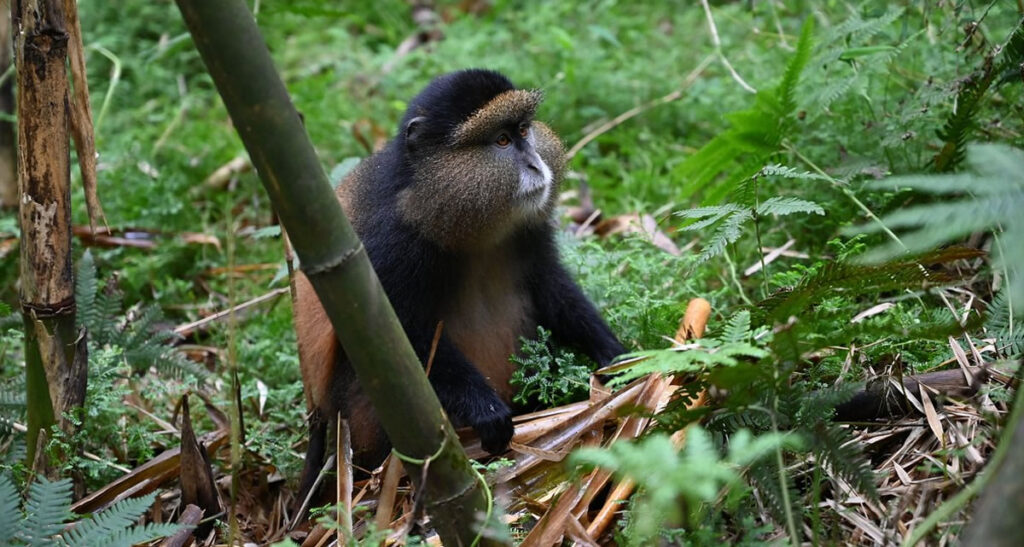Mgahinga Golden Monkeys