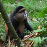 Mgahinga Golden Monkeys