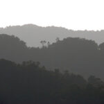 Uganda Forest
