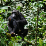 Kibale Forest Chimpanzee