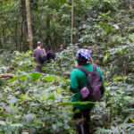 Bwindi Nature Walks