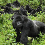 Mgahinga Gorillas