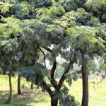 Gasiya Tree of Uganda