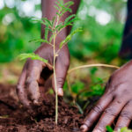 Tree Planting in Uganda