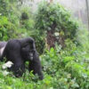 5 Things to Know Before Visiting Bwindi