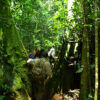 Road Tripping In Uganda – Top Place To Visit For Botanical Tourism